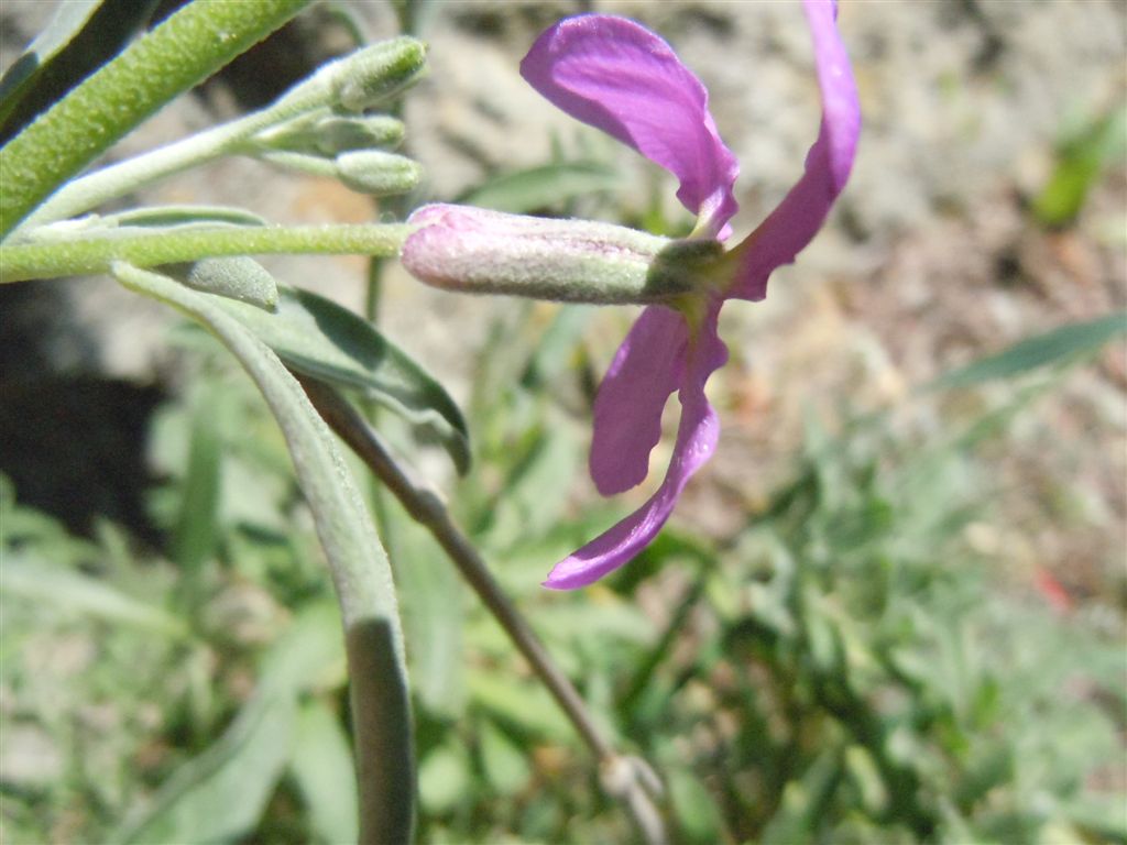 Capo Miseno (NA) : Matthiola incana